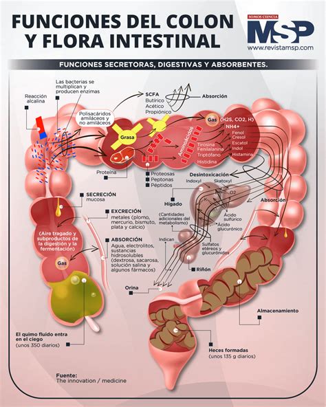 Estructura de la flora intestinal