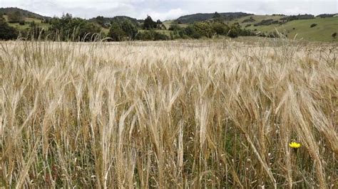 Campo de trigo en Castilla y León