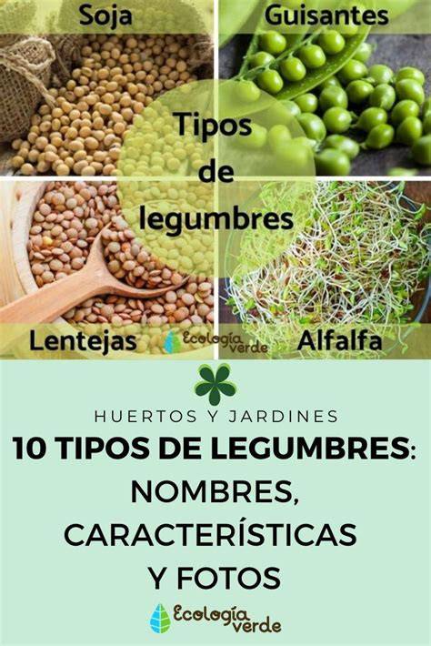 Infografía: Tipos de legumbres y sus características