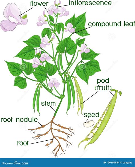 Planta de haba con sus flores y vainas