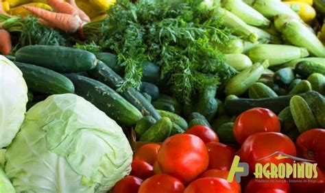 Equipo especializado para el cultivo de hortalizas gigantes
