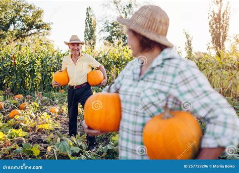 Campo de calabazas con agricultores recolectando