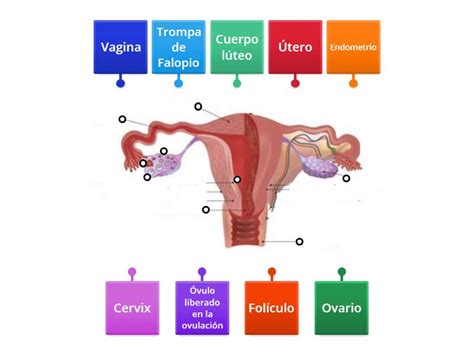 Esquema general del aparato reproductor femenino con sus principales órganos.