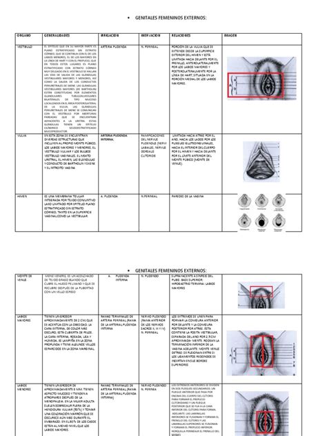 Diagrama de los genitales externos femeninos, mostrando el clítoris, los labios mayores y menores.