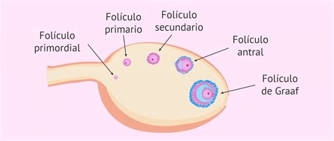 Imagen microscópica de un ovario mostrando folículos en diferentes etapas de desarrollo.