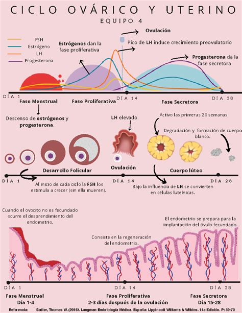 Gráfico mostrando la interacción de los ciclos ovárico y uterino con los niveles hormonales.