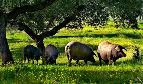 Campo de Extremadura con cerdos
