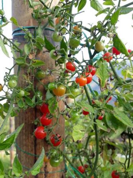 Tomate Perla Negra en la planta
