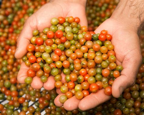 Racimos de tomate Perla Negra