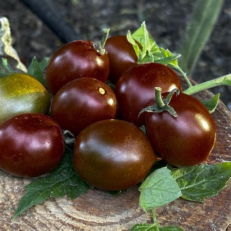 Semillas de tomate Perla Negra