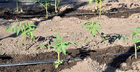 Sistema de riego por goteo en tomates