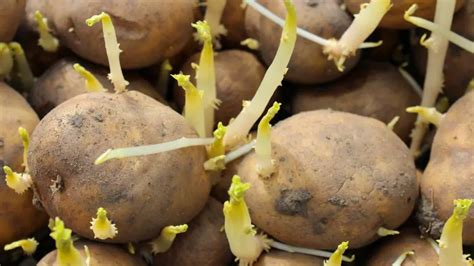 Patatas pregerminadas con brotes