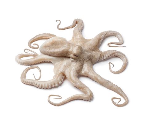 Pulpo fresco