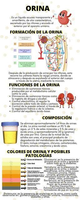 Esquema de la composición de la orina humana