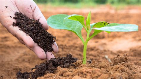 Ejemplos de plantas que prosperan con fertilizante orgánico de orina