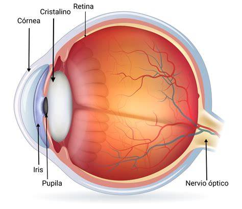 Esquema general del ojo