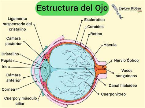 Estructura interna del ojo de cordero