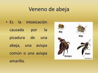 Abeja desorientada por intoxicación