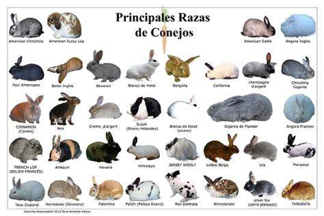 Diferentes razas de conejos