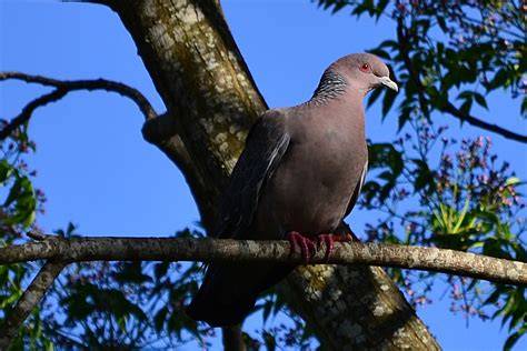 Palomas de monte