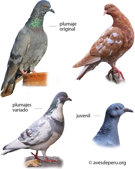 Palomas desplumadas y limpias