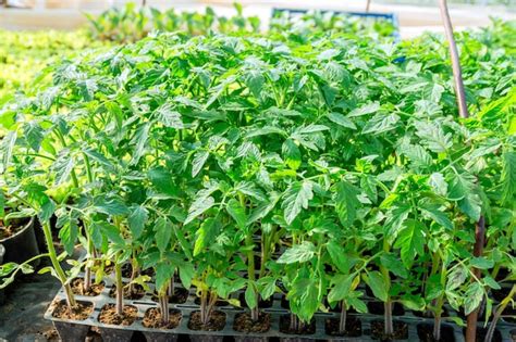 Plántulas de tomate en un invernadero