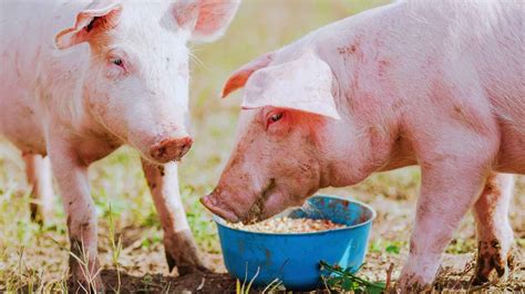 Diferencias en la alimentación de los cerdos ibéricos