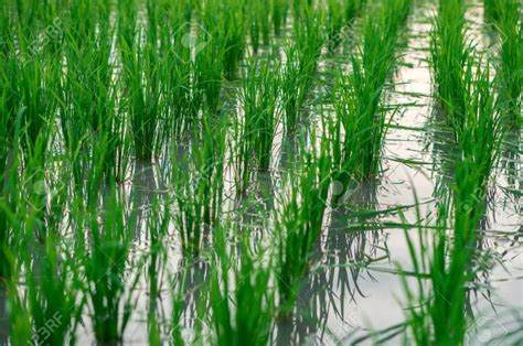 Proceso de cocción del arroz en Thermomix