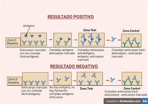 Esquema del funcionamiento de un test rápido de anticuerpos