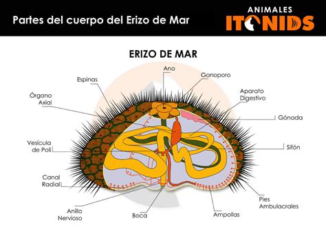 Esquema anatómico de un erizo de mar mostrando su estructura interna y la Linterna de Aristóteles