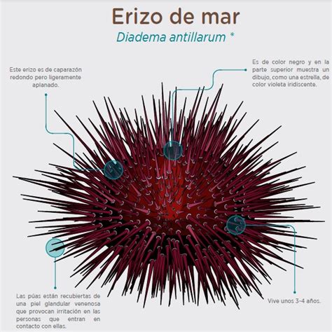Comparativa visual entre un erizo de mar regular esférico y un erizo irregular aplanado (dólar de arena)