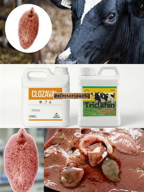 Hígado marinándose en leche