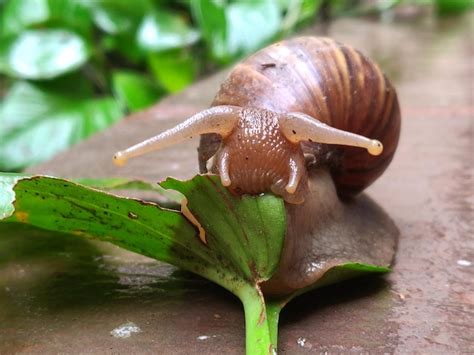 Caracol terrestre comiendo una hoja