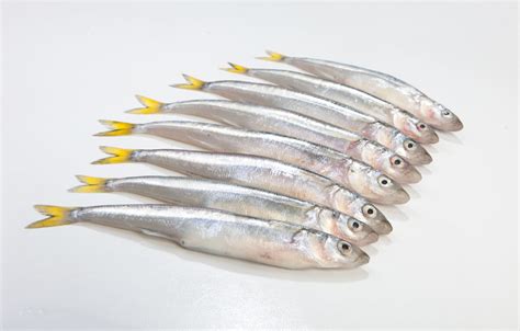 Pejerrey fresco en filetes