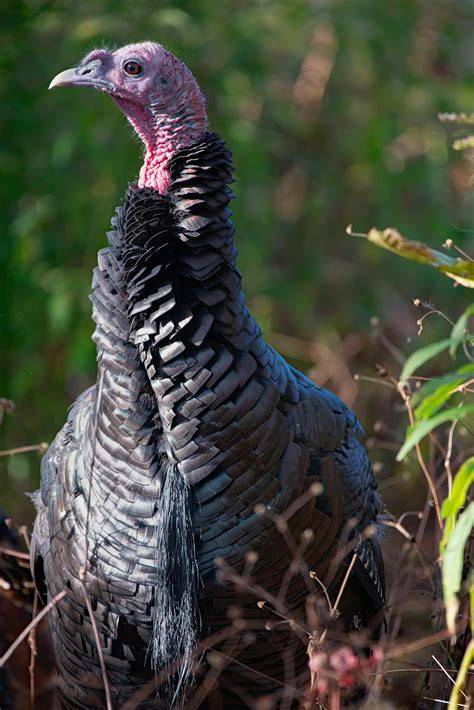 Pavo en su hábitat natural