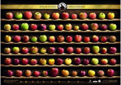 Ilustración de variedades de manzanas para sidra