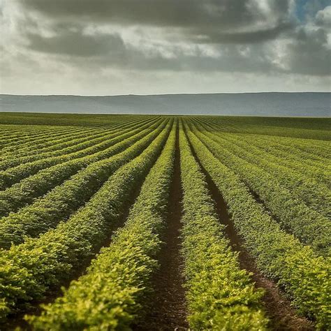 Campo de cultivo de secano