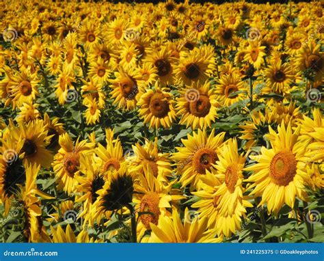 Campo de girasoles bajo el sol