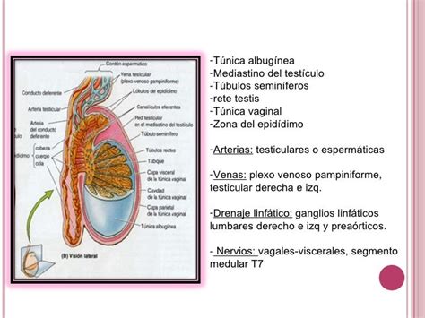 Anatomía del escroto y testículos