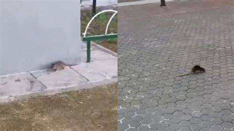 Testimonios de vecinos sobre el olor y la presencia de ratas