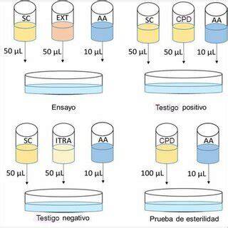 Esquema de preparación de suspensión oral de levadura probiótica