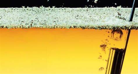 Microscopía de levaduras del velo de flor