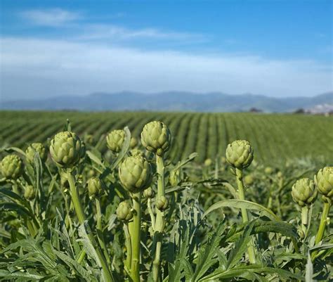 Campo de cultivo de alcachofas
