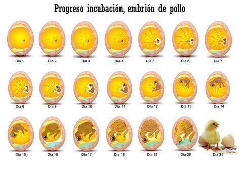 Ilustración del proceso de desarrollo del embrión de pollo dentro del huevo