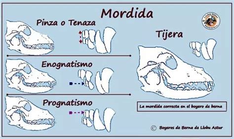 Comparativa de prognatismo y braquignatismo en mandíbulas de animales