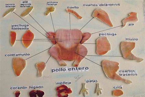 Esquema de las partes de un pollo