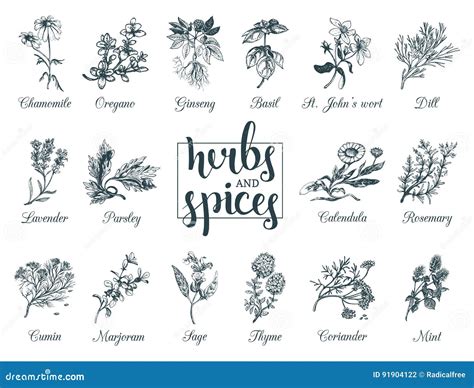 Ilustración de botánicos y especias para bitters