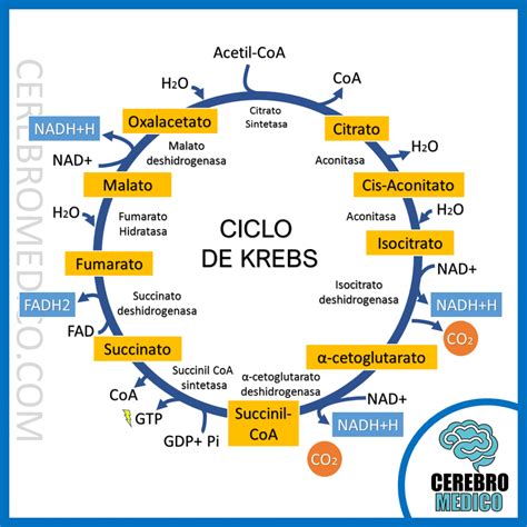 Ciclo de Krebs y el papel del citrato