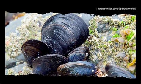 Moluscos mejillones en su hábitat