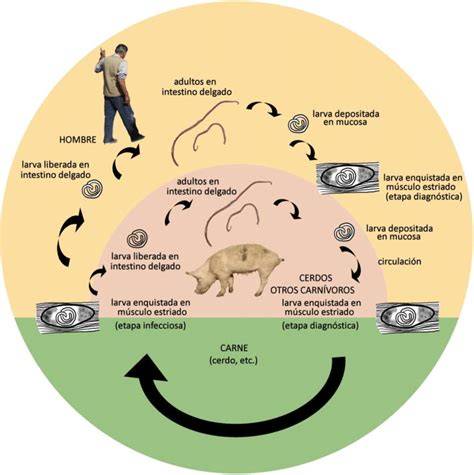 Ciclo de vida de la Trichinella